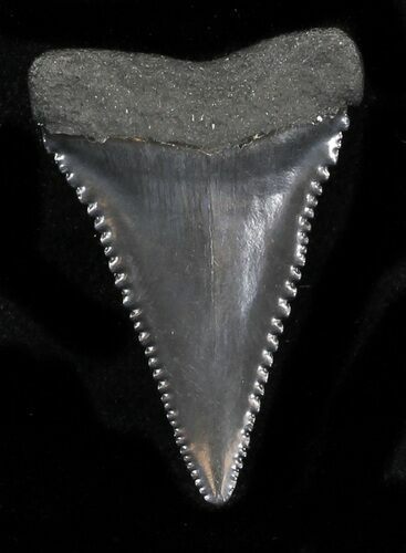 Serrated Fossil Great White Shark Tooth - #31612